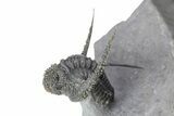 Spiny Cyphaspis Trilobite With Morocops - Top Quality Preparation #299846-7